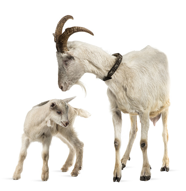 mother goat and her kid (8 weeks old) isolated on white